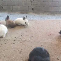 خرگوش کوچولو