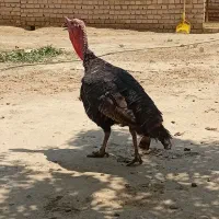 بوقلمون نر گوشتی