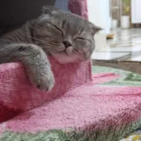 گربه اسکاتیش
