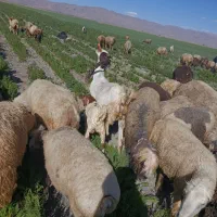 بز گلابی|حیوانات مزرعه|حسن آباد, |دیوار