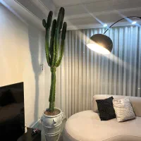 گلدان و گیاه کاکتوس