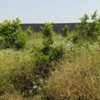 فروش-باغچه-500-متری