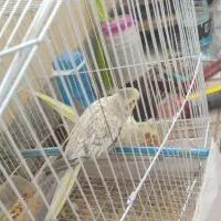 عروس هلندی ماده