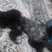 گربه پرشین مشکی ۳ساله ونیم
