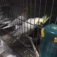 پرنده