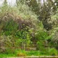 فروش زمین احمد آباد تنبور