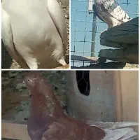 کبوتر پرشی معاوضه با سهره