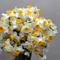 پیاز گل نرگس