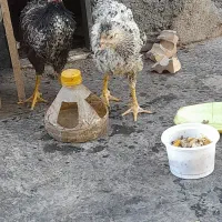 یک جفت جوجه کاکلی