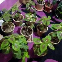 تعدادی گلدان حسن یوسف با قیمت مناسب