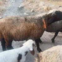 کاوه قوچ