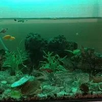 یک عدد آکواریوم گیاهی