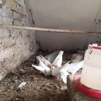 کفتر طوقی اصل