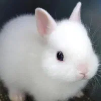 خرگوش گمشده
