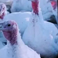 فروش جوجه بوقلمون ۳ ماهه بیوتی ۶