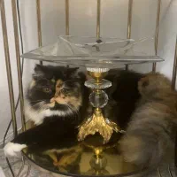 گربه پرشین