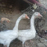 قوغاز چینی گردن ماری