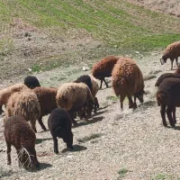 ۶ جفت میش با بره