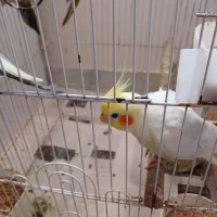 عروس هلندی
