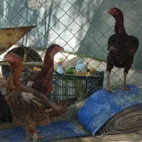 تخم لاری افغان درجه یک