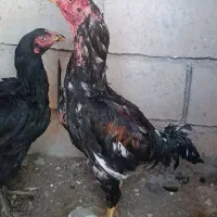 لاری