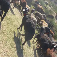 بره قوچ درجه یک اصل جنس