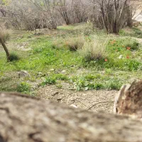 زمین-4فرزندی-قطعه-425