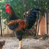 مرغ و خروس چهل تاج