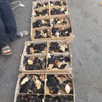 جوجه کاکلی
