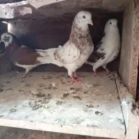کفتر|پرنده|خاوه, |دیوار