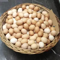 تخم مرغ محلی بومی