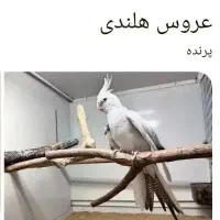 پیدا شده