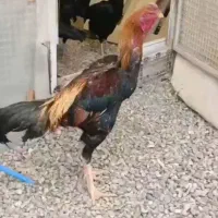 جوجه لاری اوشامو درجه یک