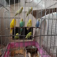 مرغ عشق