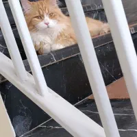 واگذار ب شرط نگهداری