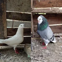 کبوتر جفتگاهی