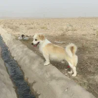 سگ اشپیتز خانگی