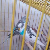 مرغ عشق مولد به شرط