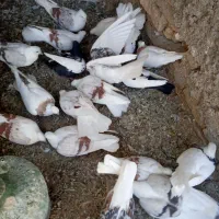گرده دار