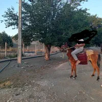 اسب