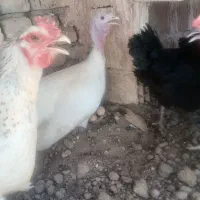 بقلمون کرچ