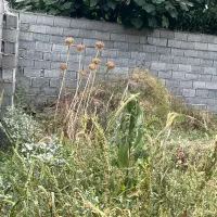 فروش-زمین-واقع-در-کفشگرکلا