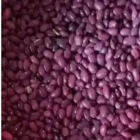 لوبیا قرمز وارتشی