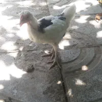 مرغ و خروص گلین اصیل