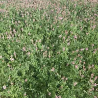 فروش یونجه خاشا بسته بندی بادست بزرگ