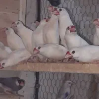 فنچ نرگسی سفید و بلبلی