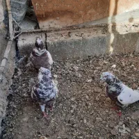 کبوتر|پرنده|سمنان, |دیوار