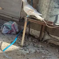 دوتا گرفتنی