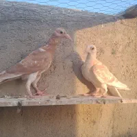 جفت جوجه سرور زرد و طوقی قرمز