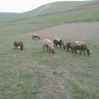 میش‌وبره‌ قیمت جفتی هشتاد میلیون